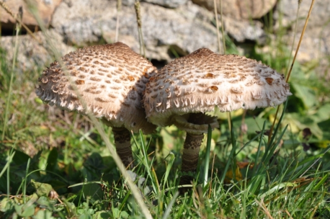 Macrolepiota procera?